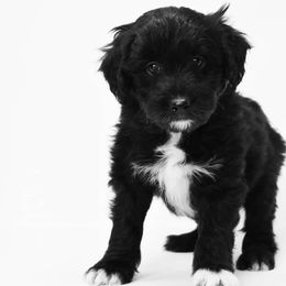 Border Collie and Bordoodle Puppies from Oregon Bordoodles