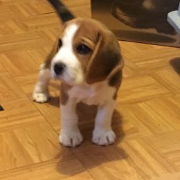 Beagle Puppies from Everwind Beagles