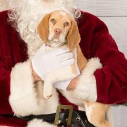 Penny - Beagle