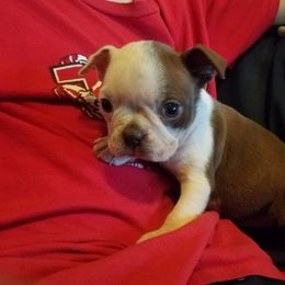 Boston Terrier Puppies from Willis Family Boston's