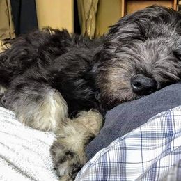 Goldendoodle Puppies from Bear Lake Bearded Retrievers