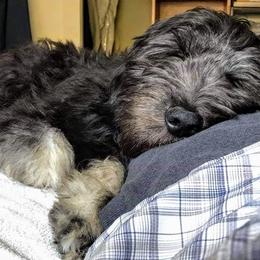 Goldendoodle Puppies from Bear Lake Bearded Retrievers