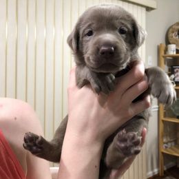 Labrador Retriever Puppies from KMC Gun Dogs