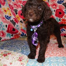 Labradoodle Puppies from Renee Cornish