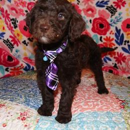Labradoodle Puppies from Renee Cornish