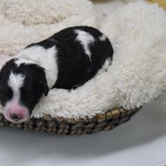 Border Collie and Bordoodle Puppies from Oregon Bordoodles