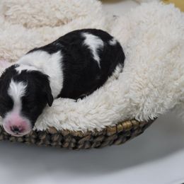 Border Collie and Bordoodle Puppies from Oregon Bordoodles