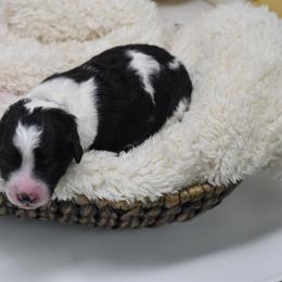 Border Collie and Bordoodle Puppies from Oregon Bordoodles
