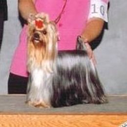 Scandalous - Yorkshire Terrier