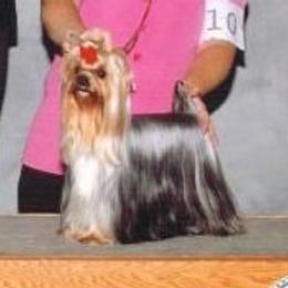Scandalous - Yorkshire Terrier