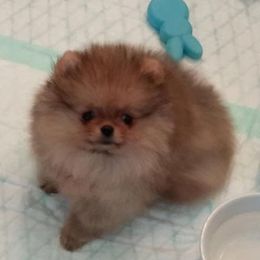Kayra Pomeranians breeder of Pomeranian