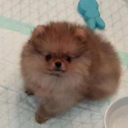 Kayra Pomeranians breeder of Pomeranian