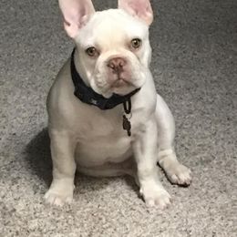 French Bulldog All Grown Up from Mama’s Frenchie Babies