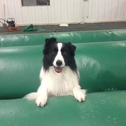Border Collie All Grown Up from Bon-Clyde Border Collies
