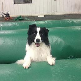 Border Collie All Grown Up from Bon-Clyde Border Collies