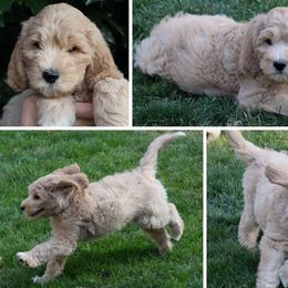 Cherry Lane Labradoodles breeder of 