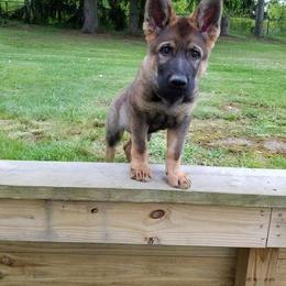 German Shepherd Puppies from Freeze Farms