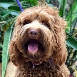 Australian Labradoodle adult dog