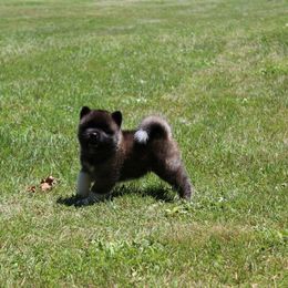 Akita Puppies from Excel Shu-Ku Akitas