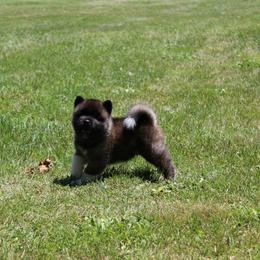 Akita Puppies from Excel Shu-Ku Akitas