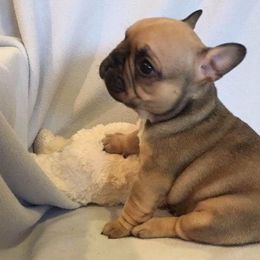 French Bulldog Puppies from Knollridge Frenchies