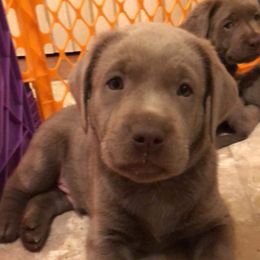 Labrador Retriever Puppies from KMC Gun Dogs