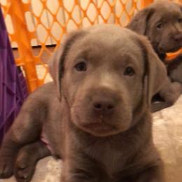 Labrador Retriever Puppies from KMC Gun Dogs