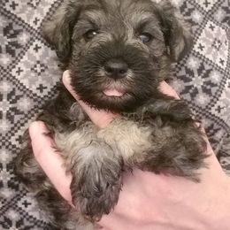 Miniature Schnauzer Puppies from Axcium Miniature Schnauzers
