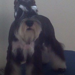 Miniature Schnauzer All Grown Up from Saxony Miniature Schnauzers