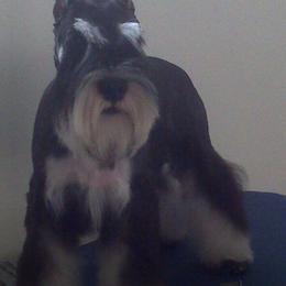 Miniature Schnauzer All Grown Up from Saxony Miniature Schnauzers