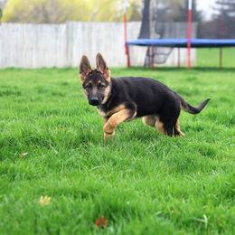 German Shepherd Puppies from Vom Musselman