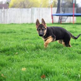 German Shepherd Puppies from Vom Musselman