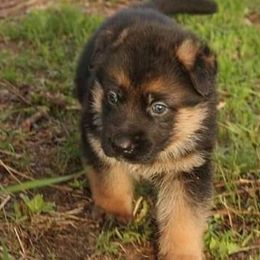 Australian Shepherd Puppies from Waldo German Shepherd Dogs