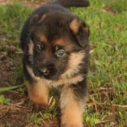 Australian Shepherd Puppies from Waldo German Shepherd Dogs