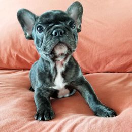 French Bulldog Puppies from Toley's French Bulldogs