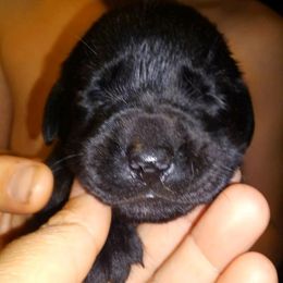 Australian Cattle Dog and Labrador Retriever Puppies from Trinity C Australian Cattle Dogs and Silver Labradors