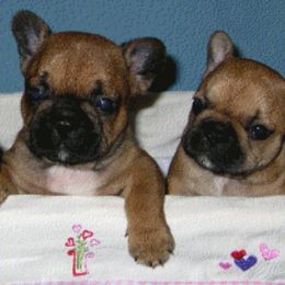 French Bulldog Puppies from Pettybulls