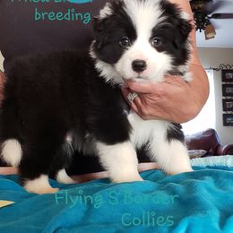 Border Collie Puppies from Flying S Ranch Border Collies