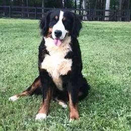 Maggie - Bernese Mountain Dog