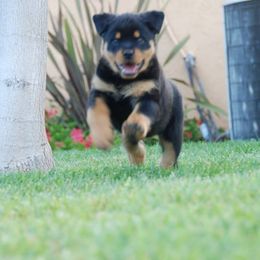 Cavalier King Charles Spaniel and Rottweiler Puppies from Nighthawk Rottweilers & Cavalier King Charles Spaniels