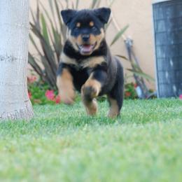 Cavalier King Charles Spaniel and Rottweiler Puppies from Nighthawk Rottweilers & Cavalier King Charles Spaniels