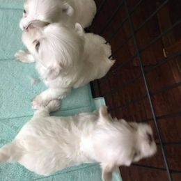 Maltese Puppies from Jacobmaltese