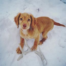 English Cocker Spaniel Puppies from Rooster Team One