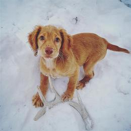 English Cocker Spaniel Puppies from Rooster Team One