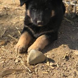 German Shepherd Puppies from Lost Creek German Shepherds LLC