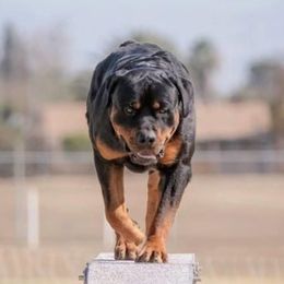 Baby T - Rottweiler