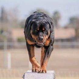 Baby T - Rottweiler