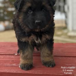 German Shepherd Puppies from Lost Creek German Shepherds LLC