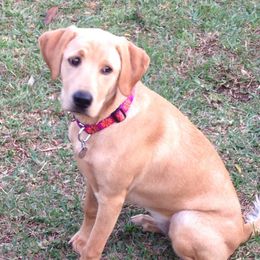 Labrador Retriever Puppies from Rock Branch Retrievers