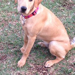 Labrador Retriever Puppies from Rock Branch Retrievers
